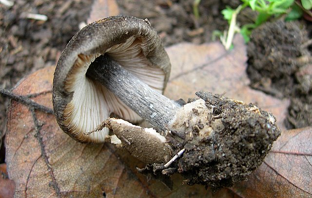 Volvariella  terrea  sp.nov.